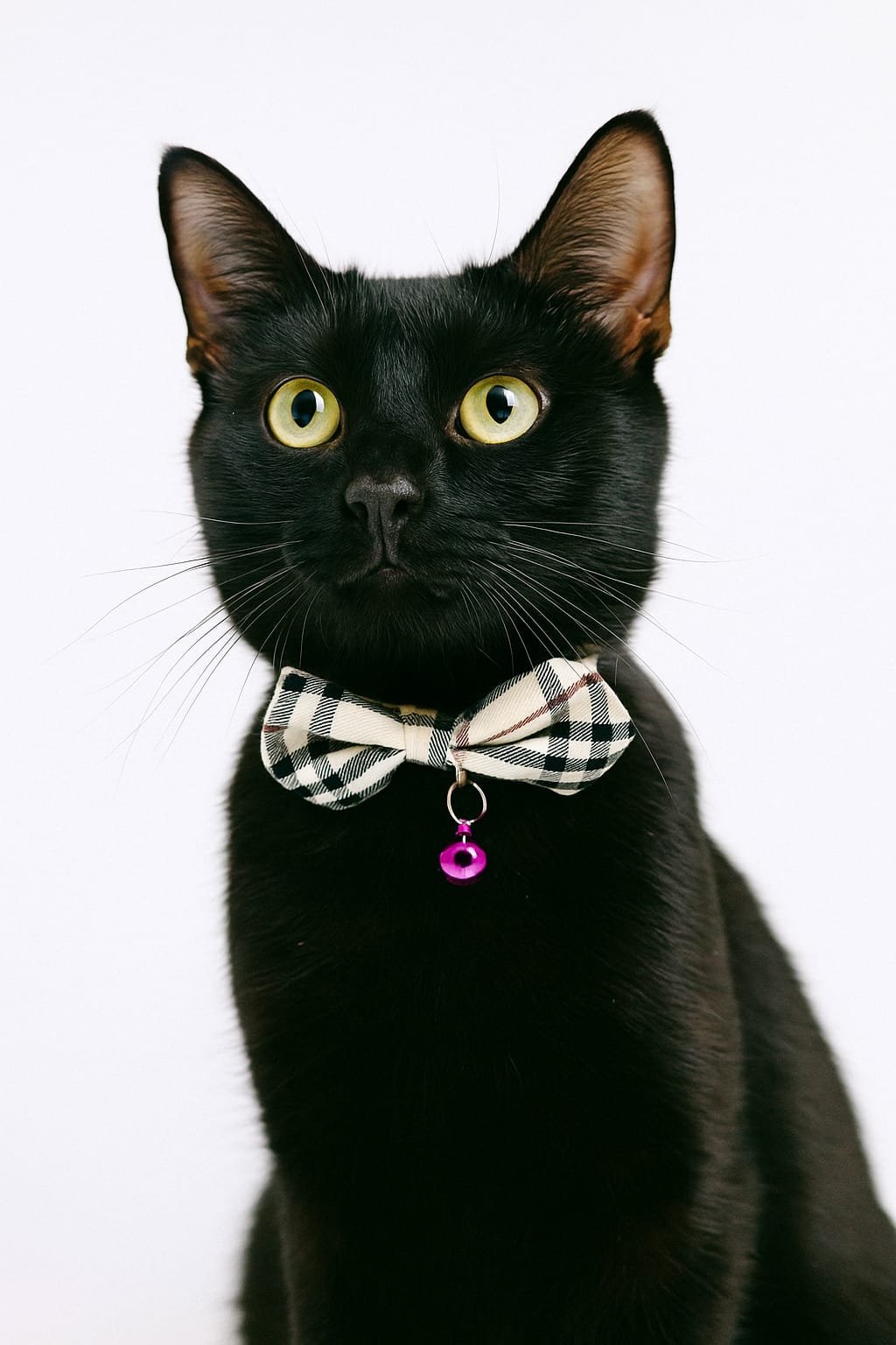 COLLAR CORBATIN CON CASCABEL - ZJ231945 - Imagen 2